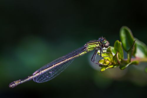 dragonfly pond insect