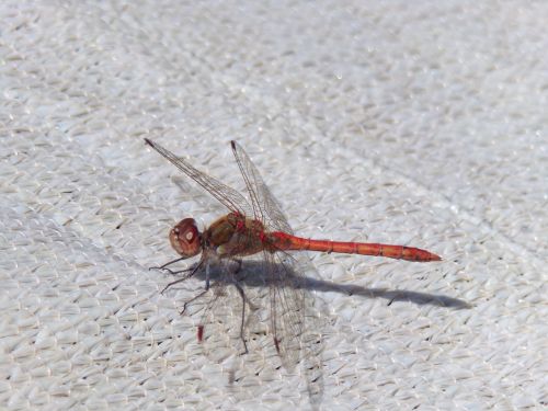 dragonfly insect close