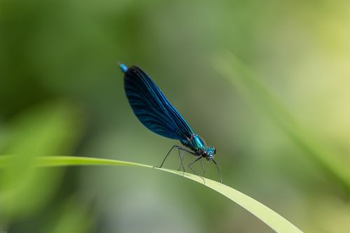 dragonfly demoiselle blue dragonfly