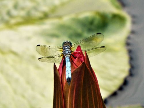 dragonfly flower pond