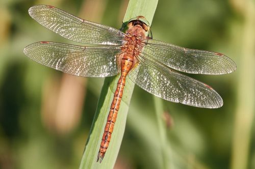 dragonfly water insect