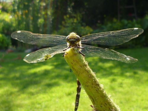 dragonfly nature animals