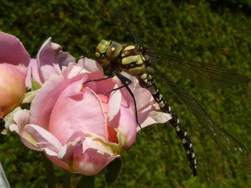 dragonfly insect nature