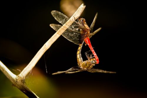 dragonfly mating males