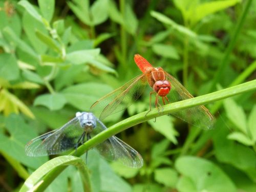 dragonfly couple erythraea crocothemis