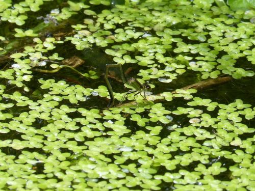 dragonfly river algae