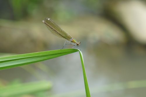 dragonfly insect macro