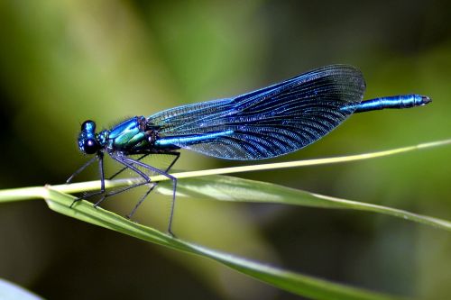 dragonfly blue blue dragonfly