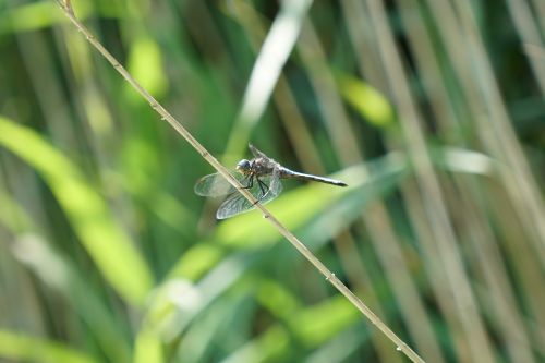 dragonfly flight insect