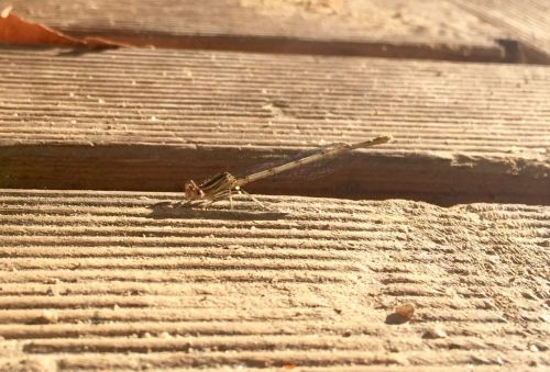 dragonfly insect macro