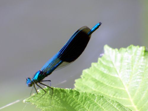 dragonfly insect demoiselle
