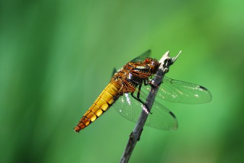 dragonfly insect animal