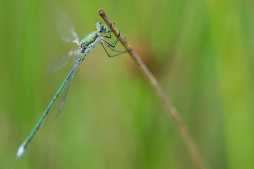 dragonfly macro green