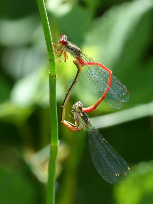 dragonfly damselfly reproduction