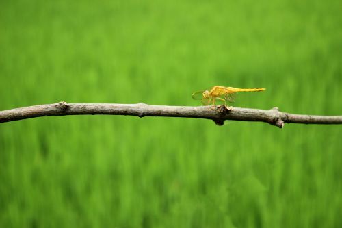 dragonfly rice branch