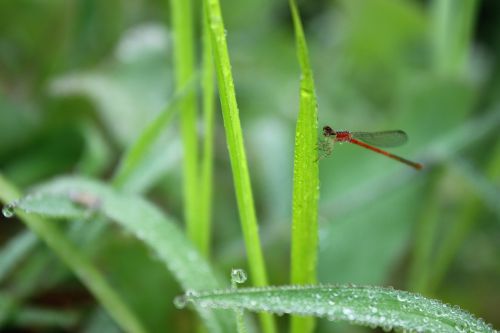dragonfly red green