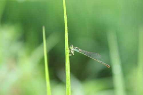 dragonfly green grass