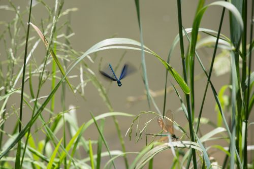 dragonfly nature spring