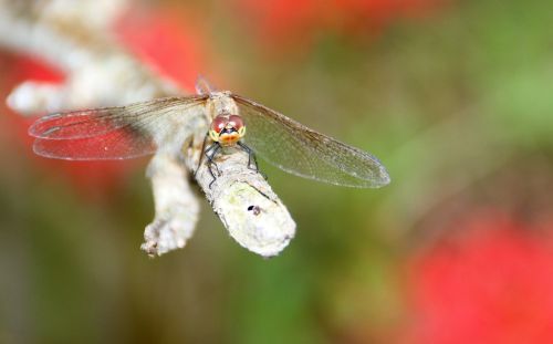 dragonfly snow autumn