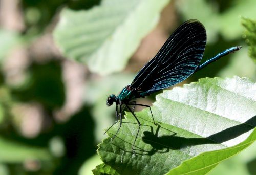 dragonfly blue insect