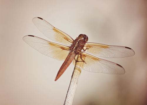 dragonfly macro nature
