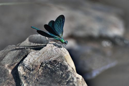 dragonfly fauna stone