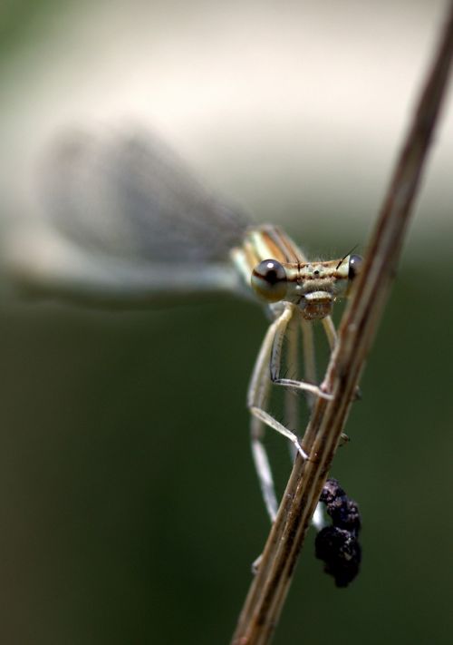 dragonfly insecta wings