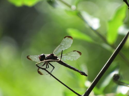dragonfly twig green