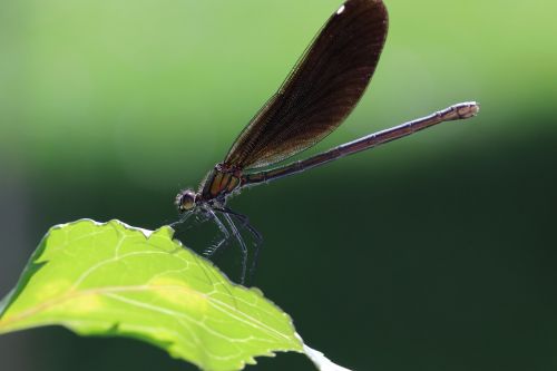 dragonfly leaf insect