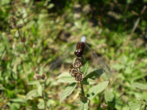 dragonfly old water insect