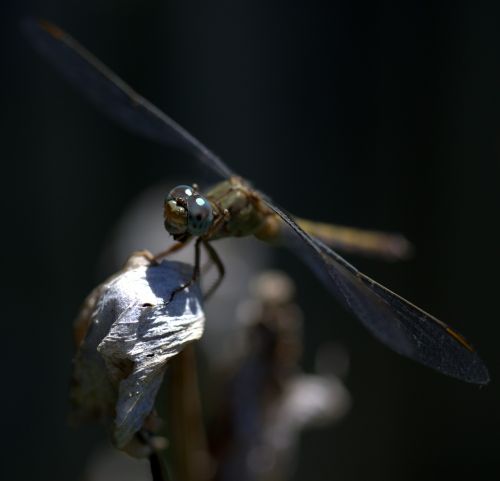 dragonfly insecta wings