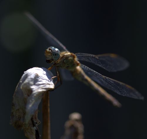 dragonfly insecta wings