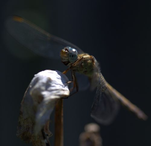 dragonfly insecta wings