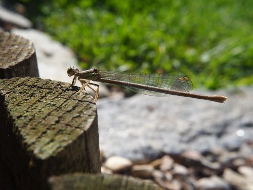 dragonfly insect garden