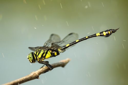 dragonfly nature insect