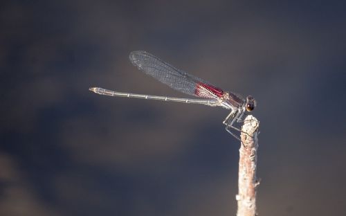 dragonfly wing red