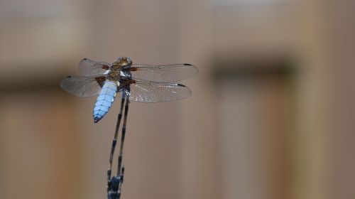 dragonfly insects nature