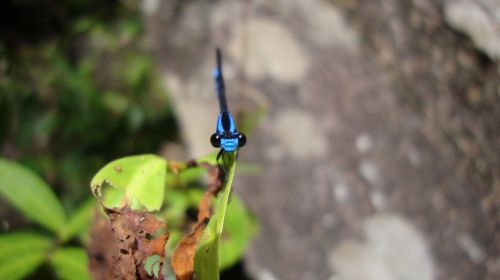 dragonfly anisoptera epiprocta