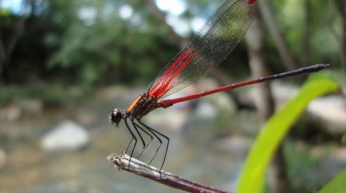 dragonfly anisoptera epiprocta