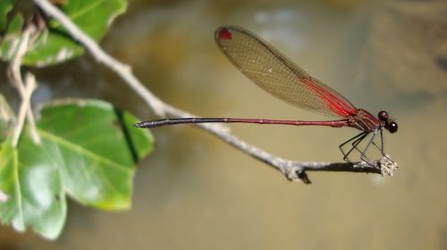 dragonfly anisoptera epiprocta