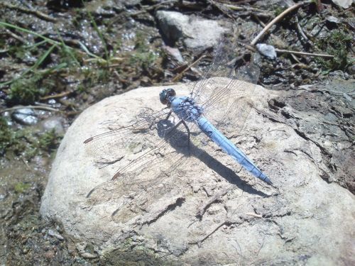 dragonfly stone sun