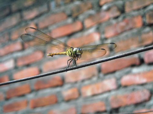 dragonfly eating insects
