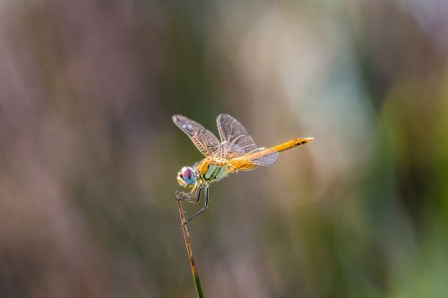 dragonfly golden dragonfly macro