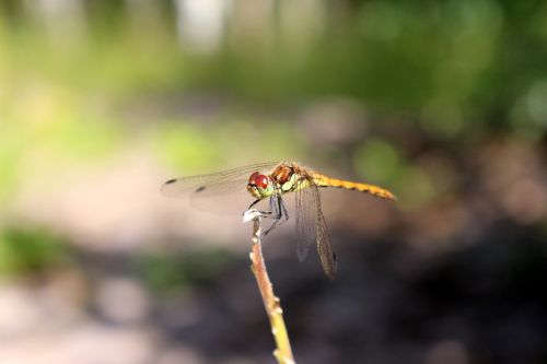 dragonfly insect nature