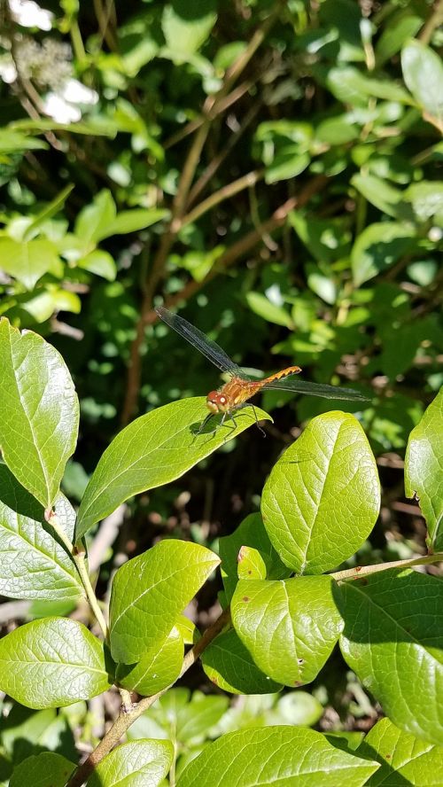 dragonfly insect bug