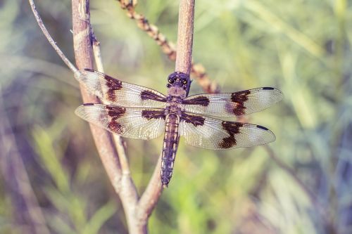 dragonfly perch dragon