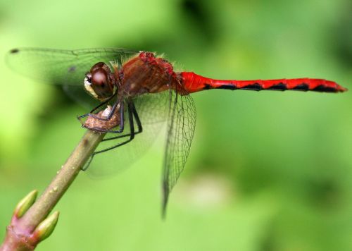 dragonfly red insect