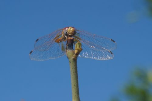 dragonfly nature macro