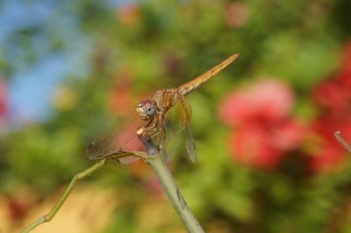 dragonfly nature macro