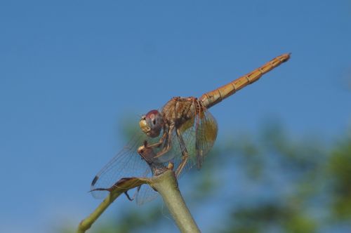 dragonfly nature macro